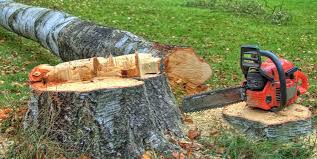 Best Tree Risk Assessment  in Brownsville, TN
