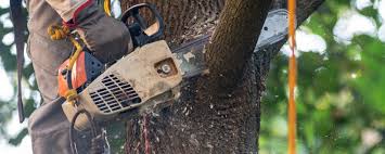 Best Aeration Services  in Brownsville, TN