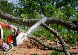 Best Pest Control for Lawns  in Brownsville, TN