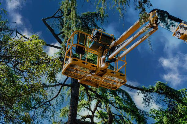 Best Seasonal Cleanup (Spring/Fall)  in Brownsville, TN