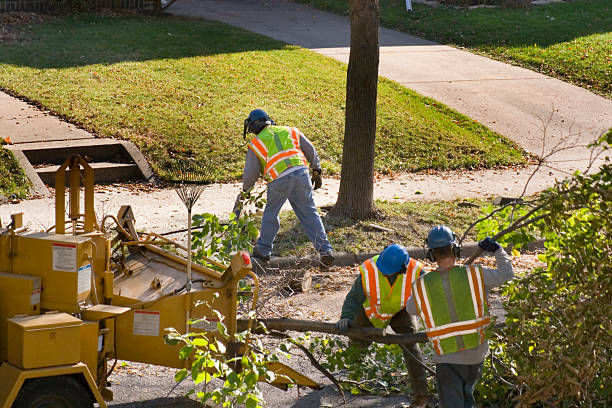 Best Palm Tree Trimming  in Brownsville, TN