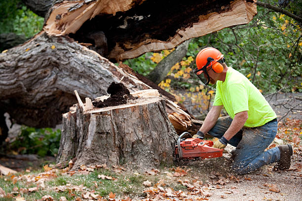 How Our Tree Care Process Works  in  Brownsville, TN