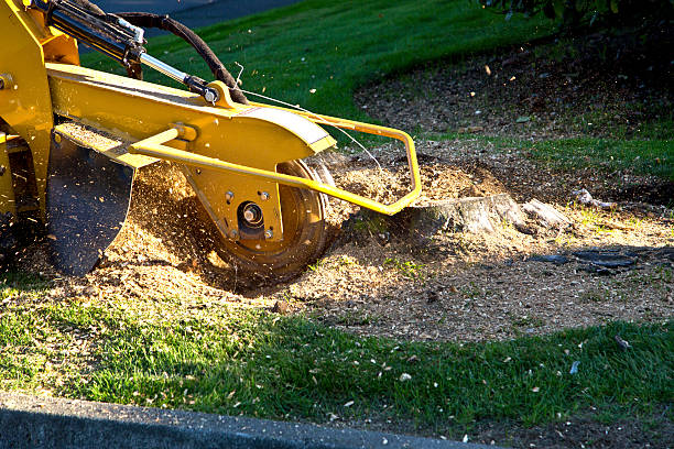 Best Utility Line Clearance  in Brownsville, TN