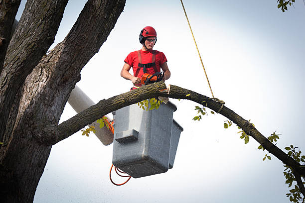 Best Hazardous Tree Removal  in Brownsville, TN