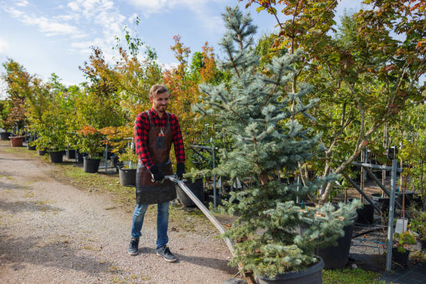 Best Lawn Watering Services  in Brownsville, TN
