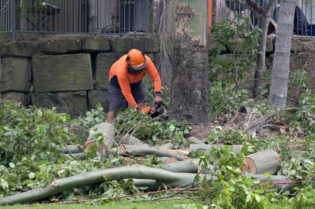 Best Arborist Consultation Services  in Brownsville, TN