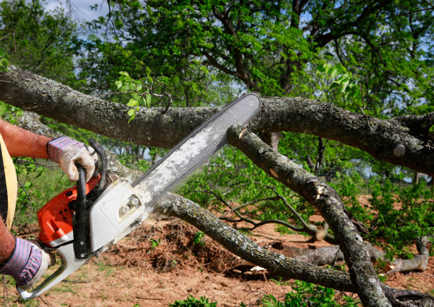 Best Weed Control  in Brownsville, TN